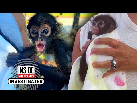 Buy Monkey