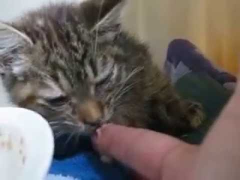comment soigner un chat qui a des vers