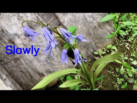 ABC TV | How To Make Bluebells Paper Flower (Slowly) #1 - Craft Tutorial