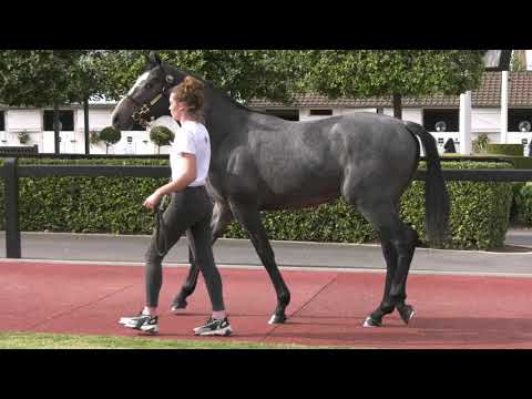 2021 August Yearling Sale - Lot 114 c. GALILEO x WIND CHIMES