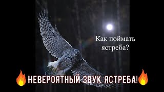 Как ловить ястреба перепелятника