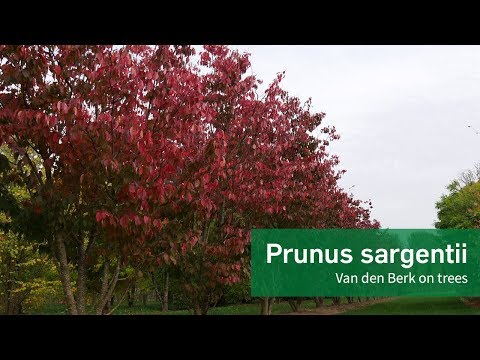 Prunus sargentii  - Van den Berk on Trees