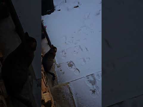 Dobrý den.Ty vole tak to nedám!Pojedu šalinou zpátky do Brna ty vole!#viral #funny #love #foryou#fyp