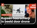 De eikenprocessierups: Komt hij nog of blijft hij weg?