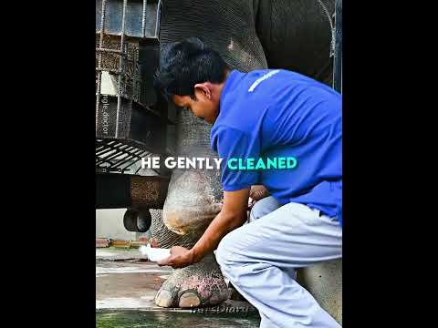 This Elephant Learned to Walk Again 🐘🦿