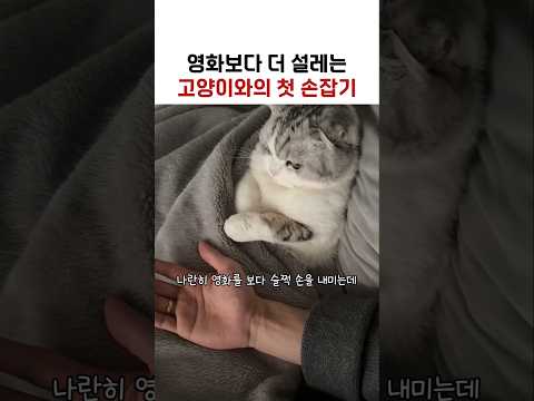 영화보다 더  설레는 첫 손잡기ㅋㅋ #고양이 #고양이쇼츠