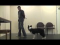 Teaching A Dog To Wear A Muzzle (Muzzle Training)