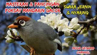 Download lagu MASTERAN & PANCINGAN POKSAY MANDARIN GACOR mp3 Download lagu MASTERAN & PANCINGAN POKSAY MANDARIN GACOR mp3