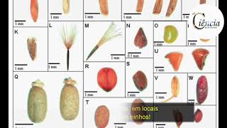 Formigas Granívoras desempenham um importante papel na ciclagem de nutrientes e dispersão involuntár