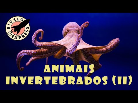 Vídeo: Animais invertebrados II