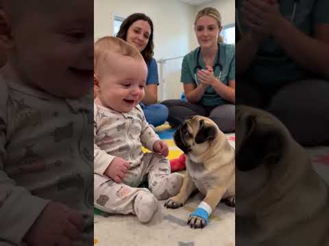 🐶💙 One Crying Baby, One Tiny Pug, And The Sweetest Attempt To Help 😭🐾 #shorts #pug #viral