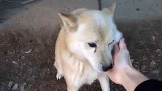 ωいじりが癖の実家の愛犬をモフる