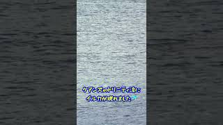 ケアンズのトリニティ湾に突然イルカが現れました！ #youtubeshorts #shorts #cairnstrinityinlet