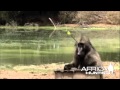 Head Shot Hunting With Bow AfricaHunting Com