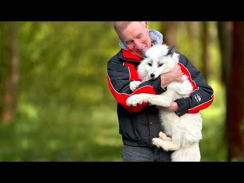 My Magical World of Foxes