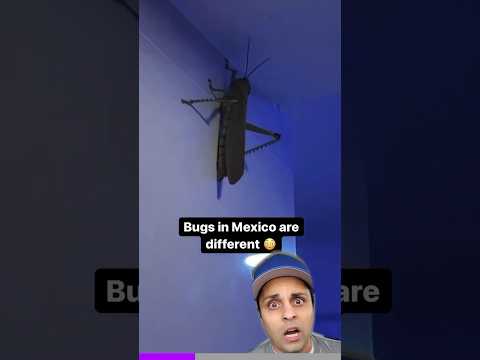 You won’t believe this giant Mexican bug