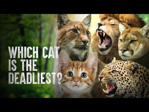 How to Survive the Deadliest Cats