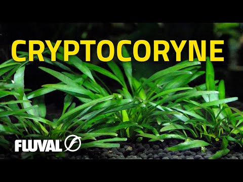Species Spotlight | Cryptocoryne