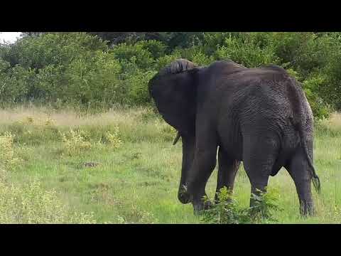 Djuma: Lone Elephant-Pt:1 - 16:41 - 03/25/21