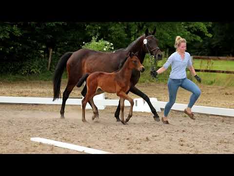 Stute, geb. 02.06.2021 – V: Rotspon M: Fürst Heinrich – Sandro Khan xx