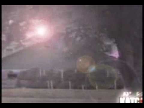 Bear Falls From Tree