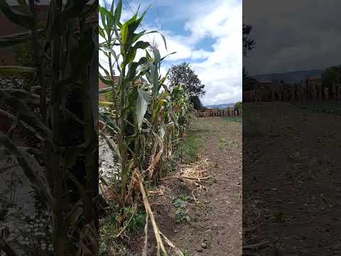 cultivo de espinacas#cota cundinamarca#cultura#turismo#AVENTURASCONDEISI#turistas#viajeros#turistico