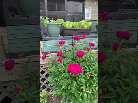 June 18th- sharing with you #1 , flowers