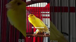 Download lagu kenari mewah!! Asli gacor || pancingan kenari || kenari mania || kicau mania | yellow canary singing mp3