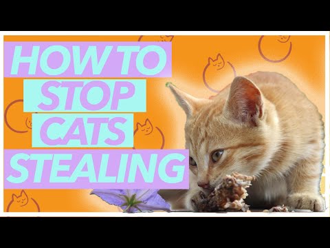 STOP Your Cat From Stealing Food - Top Tips and DANGERS!