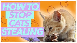 STOP Your Cat From Stealing Food - Top Tips and DANGERS!