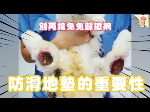 適合兔子的地板