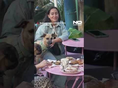 Barking up the family tree in Argentina as birth rates fall #shorts #nocomment #dogs #argentina