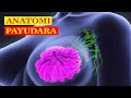Breast Anatomy