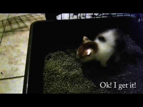 Princess and Her Growing Kittens