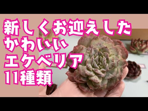 屋外の多肉植物: 庭に美しい多肉植物を植えるにはどうすればよいですか?  庭園