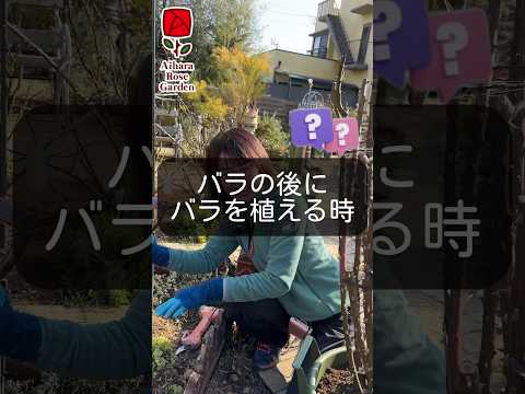 いつバラの茂みを植えるのですか？これを達成するにはどうすればよいでしょうか?裸根の植物はどうすればいいですか？  庭園
