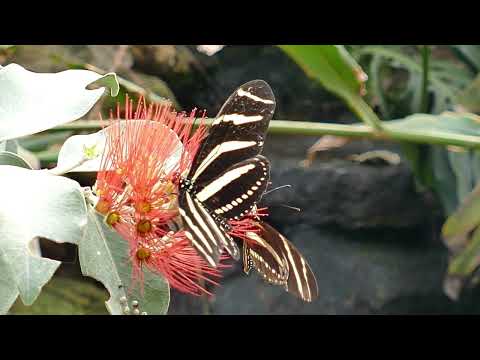 La mariposa - Suite de Otoño