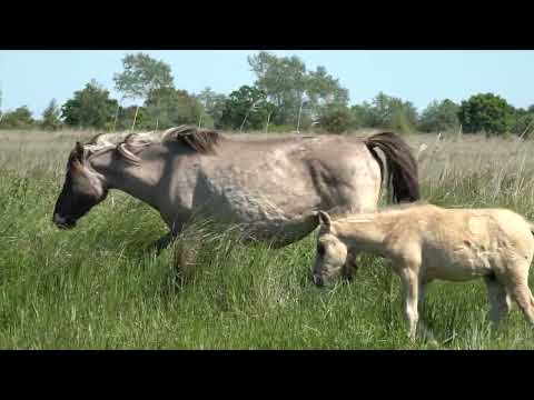 Geltinger Birk   von Koniks, Galloways und Rotbauchunken
