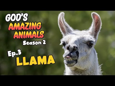 Fun Facts for Kids about Llamas | God's Amazing Animals (S2 Ep3)
