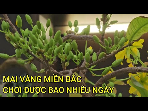 🔴 QBS24530 - MAI VÀNG MIỀN BẮC NỞ ĐƯỢC BAO NHIÊU NGÀY THÌ TÀN HOA | CÁCH CHĂM SÓC MAI VÀNG MIỀN BẮC