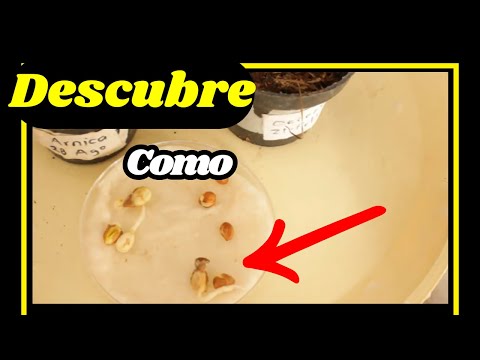 ☝ Cómo germinar semillas de cereza - Éxito asegurado - 🍒🌸🍒