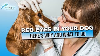 Red Eyes in Your Dog Here’s Why and What to Do