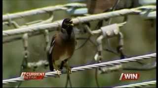 Indian Myna pest control in Canberra (A Current Affair)