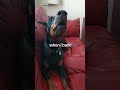 She Tried To Hypnotize Me Doberman Dog Doglover Hypnosis Play Tricky Explore Foryou