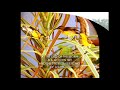 YOU'LL NEVER WALK ALONE BY: THE LETTERMEN WITH LYRICS