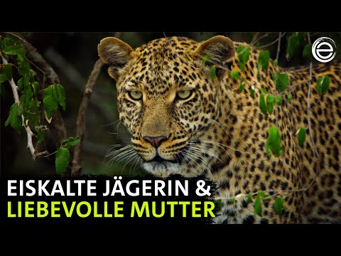 Die Leopardin – Königin der Schatten  | Erlebnis Erde