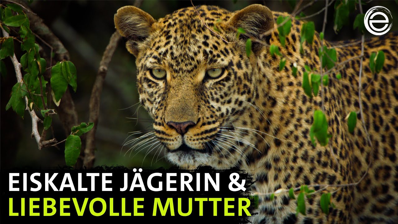 The Leopard – Queen of Shadows | Erlebnis Erde