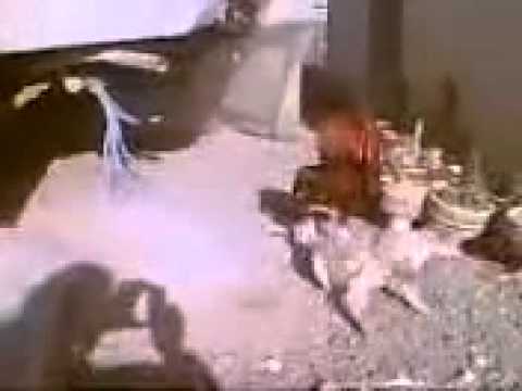 الديك والكلب من الأقوى ؟؟