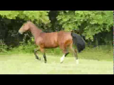 Cabanha Guanabara Muchacha 2