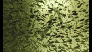 Sarah McLachlan &quot;The First Noel&quot; (Kintar &amp; Maindave Remix)